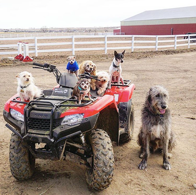 Homem dedica sua vida a cuidar de animais idosos e doentes