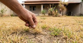 Gramado amarelo e falhado após a seca: como fazer a grama voltar a ficar verde