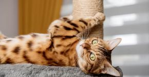 7 dicas para gastar a energia do gato em casa 