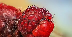 Fotografias macro capturam o efeito da água da chuva no mundo dos insetos