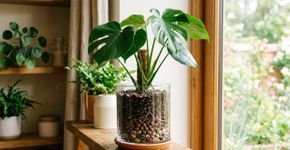 É por isso que cada vez mais jardineiros estão colocando uma simples colher no vaso de flores