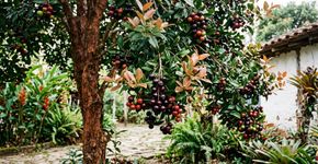 A grumixama parece uma jabuticaba, mas tem diferenças que chamam atenção de quem cultiva frutas brasileiras