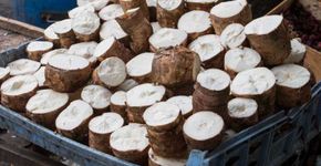 Tijolo à base de mandioca é triplamente ecológico