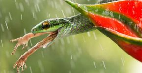 Veja os finalistas do concurso de fotografia da Smithsonian Magazine