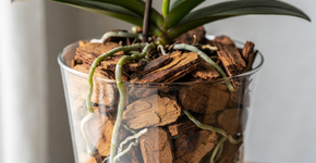 Recupere a orquídea sem flor com o uso estratégico da água de arroz na rega semanal