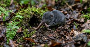 Este pequeno mamífero paralisa minhocas com saliva venenosa e guarda as vítimas vivas para comê las frescas depois