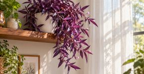 A planta com folhas violetas que cresce em vaso, vive com pouca luz e é ideal para decorar prateleiras ou estantes elevadas