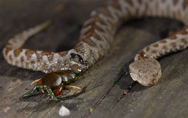 6. Hoje foi o dia da caça! Essa cobra tentou almoçar o inseto, que mesmo dentro dela não se deu por vencido e acabou escapando e não foi pela boca da cobra