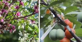Professor cria árvore híbrida que gera mais de 40 tipos de frutos