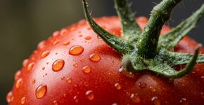 Tomate na geladeira ou na bancada: qual é o melhor lugar para conservar o sabor depois da compra?