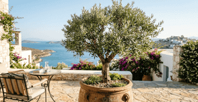 Uma planta que você precisa ter em casa, no terraço ou no jardim para atrair prosperidade e sorte