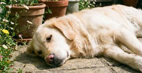 Por que se deve usar protetor solar em cachorros brancos e como aplicar do jeito certo?
