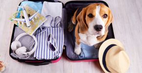 Foto: (Istock/Viktoriya Telminova)