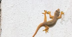 Foto: (iStock / juffy)