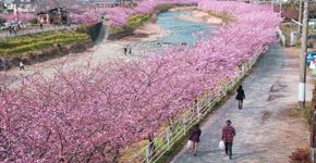 Cerejeiras florescem mais cedo em cidade do Japão; veja fotos