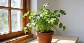 Essa planta milagrosa perfuma a casa, espanta insetos e traz boas energias segundo o feng shui