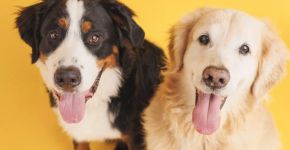 Nomes combinando: 10 opções perfeitas para dois cachorros 