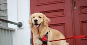 Os Vingadores: 10 nomes para cachorros inspirados nos personagens 
