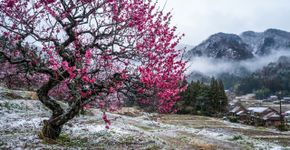 Provérbio dos sábios japoneses: “A flor de ameixeira floresce no frio; o perfume mais forte nasce da estação mais dura”