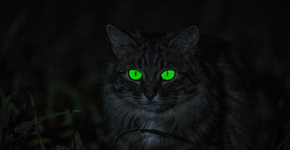 Por que os olhos dos animais brilham no escuro de um jeito assustador