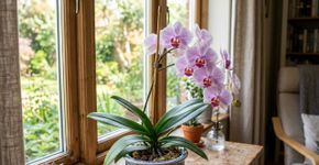 Na Tailândia, para a orquídea durar anos: o macete não é o sol, mas nunca deixar água acumulada no “olho” da planta