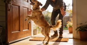 Cachorro pulando em pessoas? Saiba como resolver em casa