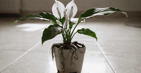 As raízes do meu lírio-da-paz estão aparecendo na superfície: é hora de dividir a planta ou apenas trocar o vaso? Entenda o que fazer