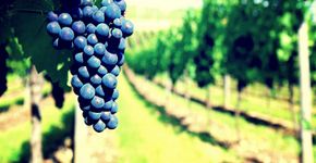 Coluna Sonoma: aprenda mais sobre os tipos uvas e vinhos