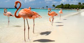 Foto: (VanWyckExpress/iStock)