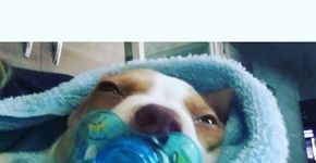 Cãozinho tetraplégico aprende a andar após tratamento