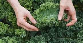 Estes vegetais e frutas ajudam a prevenir o câncer