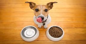 9 alimentos que o seu pet não deve comer