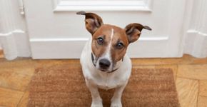 Site ajuda donos a encontrar cuidadores de animais