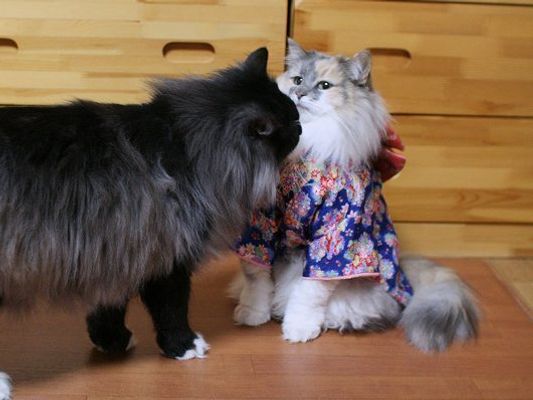 Gatos vestem quimono no Japão/ Imagem: Reprodução/ RocketNews24