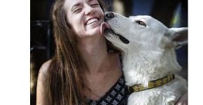 Cão percorre 17 km em dois dias para se reencontrar com dona