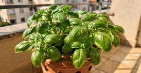 O truque de cultivo que mantém o manjericão verde e vigoroso em todas as estações