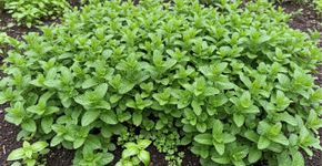 A hortelã é fácil de cultivar, mas pode invadir o jardim se for plantada perto desta planta