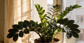 A planta de vaso que não murcha em apartamento quente e não exige rega frequente