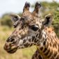 Da redação: Girafas podem ser surpreendentemente boas em matemática simples, revela estudo