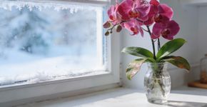 Não existe ingrediente que uma orquídea ame mais. Após esses cuidados, ela começará a crescer de uma forma que irá surpreendê-lo.