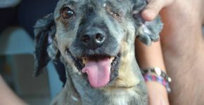 ONG resgata animais que correm risco de morte