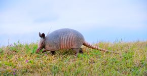 Foto: (Joesboy/istock)