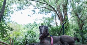 Parque da Aclimação sonha com seu cachorródromo