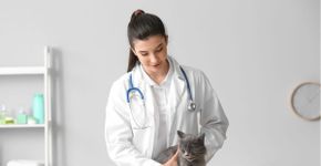 Doenças renais em gatos: conheça os sintomas e as formas de prevenção