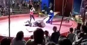 Urso é espancado com barras de ferro em circo na Rússia