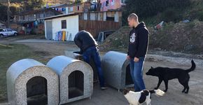 Voluntários espalham casinhas para esquentar animais