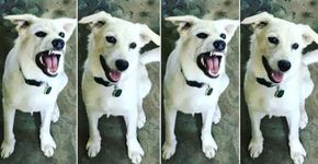Fotos mostram antes e depois de animais após elogios
