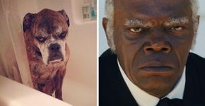 Fotos de animais que se parecem MUITO com algumas celebridades