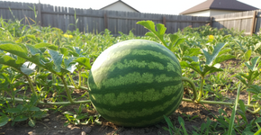 Plantei essa fonte de refresco crocante que é melhor que sorvete