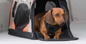 Como viajar com seu animal de estimação